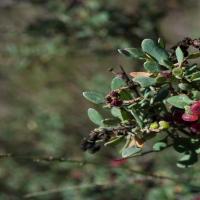 Climbing Saltbush